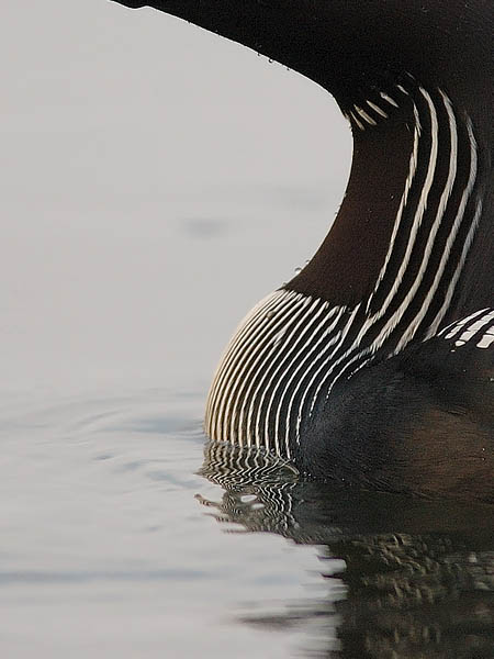 Kuikka, Black-throated Diver, Gavia arctica